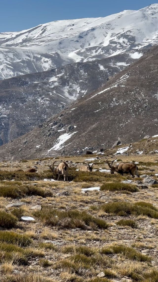 ⚜️ ENG
This is what you find when you get lost in the Sierra Nevada mountains. ❄️🐐  www.granadawanderer.com
⠀
⠀
⚜️ ESP
Esto es lo que encuentras (Sras y Sres Cabras y Cabr... ejem) cuando te pierdes por Sierra Nevada. ❄️🐐  www.granadawanderer.com
⠀ ⠀  #Granada #Alhambra #Andalucia #Spain #unesco #sunset #sunsetlovers #beautifuldestinations #igersspain #passionpassport #travelandleisure #cntraveler #suitcasetravels #perfect_worldplaces #world_besttravel #travelcaptures #slowtravel #visitgranada #tourguide#touristguide #granadawanderer #justtravel #perfect_worldplaces #amazingdestination #CBviews #instatravel #birdseye #dronephotography